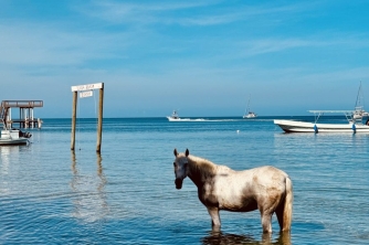 Roatan Horseback Riding – Beach, Jungle & Resort Pass